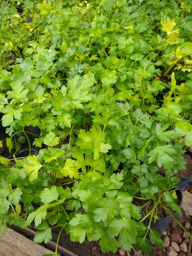 Promo Cajon 15 Plantas De Perejil - Maceta 12 