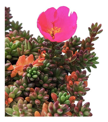 2 Esquejes De Portulaca Gilliesii / Flor De Seda Suculenta