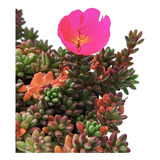 2 Esquejes De Portulaca Gilliesii / Flor De Seda Suculenta