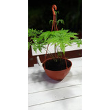 Helecho Pteris Tramula Maceta Bowl N*18