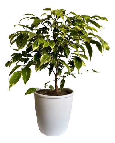 Planta De Interior Ficus Benjamina Enano