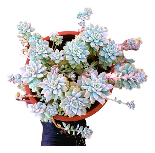 Echeveria Prolífica Variegata Rara 