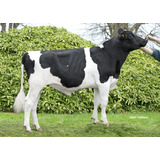 Semen Bovino Holstein - Oblack