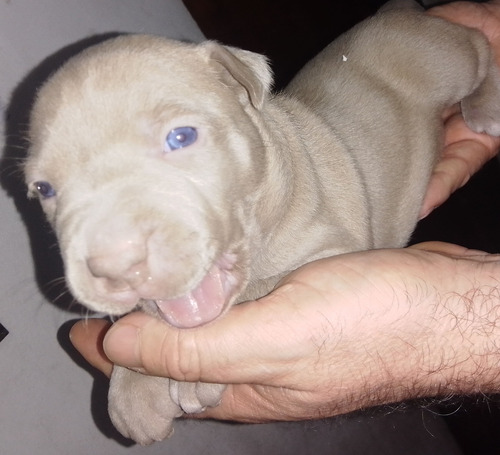 Cachorro Pitbull Silver 