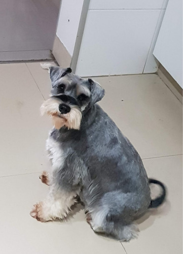 Schnauzer Miniatura Sal Y Pimienta  Seña