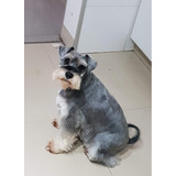 Schnauzer Miniatura Sal Y Pimienta  Seña