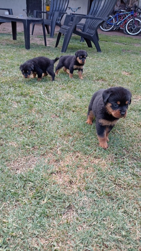 Rottweiler Cachorros Puros Excelentes