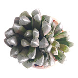 Muda Suculenta Haworthia Obtusa Colonia Aloe Agave Echeveria