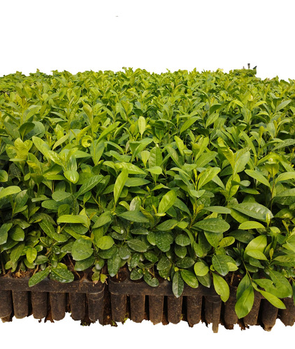 Plantines De Yerba Mate Por 10u. De Ilex Paraguariensis 