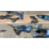 Peces Lebistes Blue Moskow (pareja)