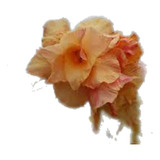 Rosa Do Deserto Amarela Id. Wr-125 Peach Cobler