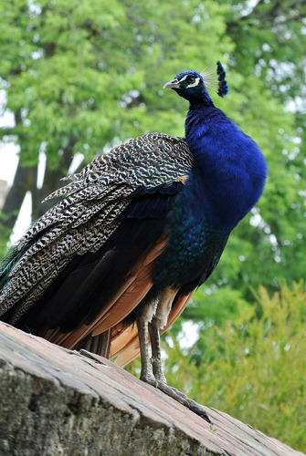 Cuadro 30x45cm Pavo Real Pluma Fauna Hermoso Salvaje M3