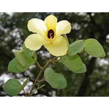 Árbol Bauhinia Tomentosa (pata De Vaca Exotica)