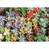 30 Sementes Suculenta Echeveria Mix Rosa De Pedra P/ Mudas