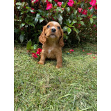 Cocker Spaniel Bebe Precio