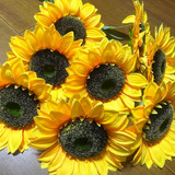 8pcs 9.8 Flores De Girasol Artificiales Grandes Tallo Largo 