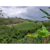 Venta Finca Pereira 