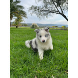 Border Collie Apto A Pedigree Internacional