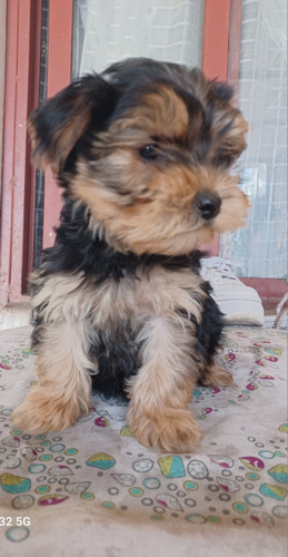 Cachorra Yorkshire Terrier 