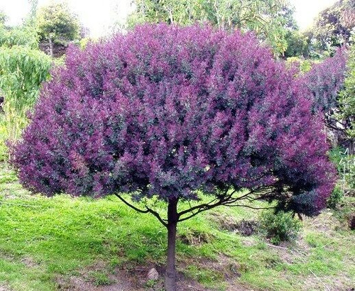 Acacia Baileyana Rubra, 1,30 Mt, 8lt - Huella Jardin