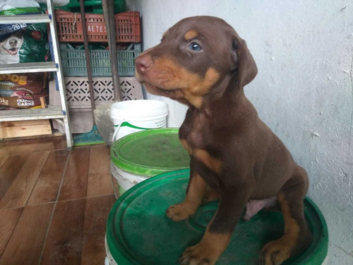 Doberman, Cães Filhotes Com Pedigree 