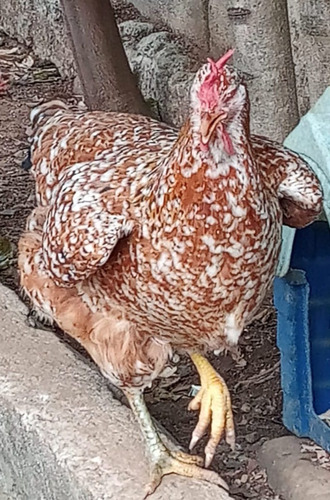 18 Ovos Galinha Balão Gigante