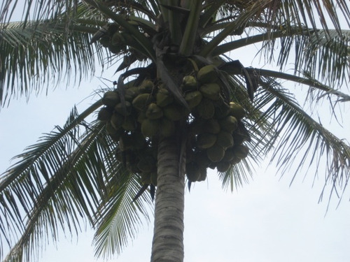 Palmita De Coco Orgánico Lote De 4 (2 Criolla + 2 Enana)