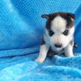 Cachorros Lobo Husky Siberiano