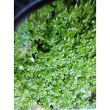 Hemianthus  Cuba  X 3 Porciones