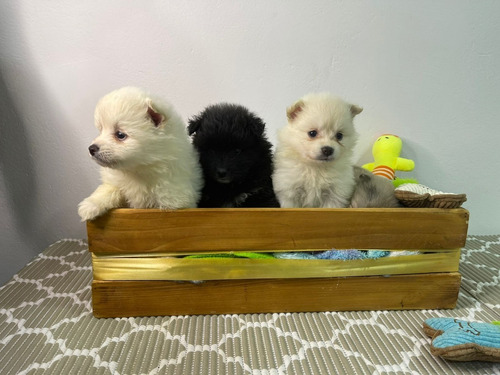 Cachorros Pomsky Lobos Miniatura Perros En Venta En Popayán