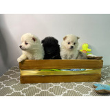 Cachorros Pomsky Lobos Miniatura Perros En Venta En Popayán