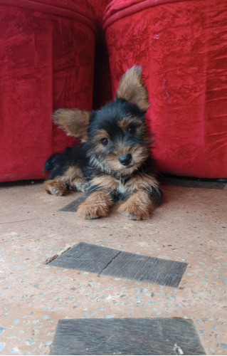 Hermosos Machitos Yorkshire Terrier 