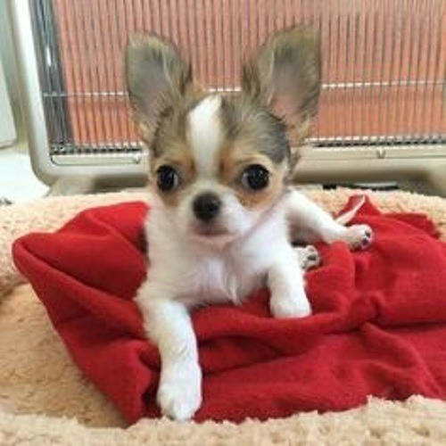 Cachorros Chihuahua Pelo Largo Perros Puppy Pet Can