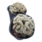 Cactus Grandes Crestados En Maceta N 9. Colección.