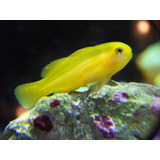 Pez Marino - Gobiodon  Okinawae - Gobio Amarillo