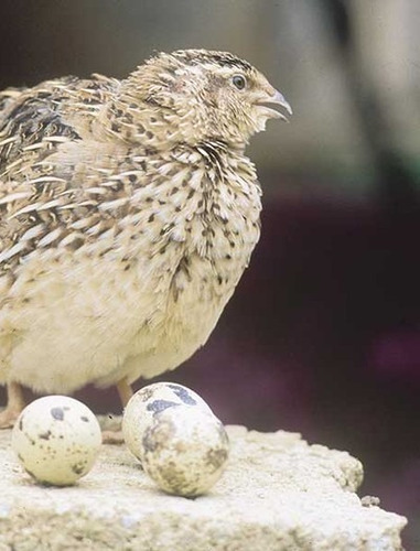 240 Ovos Férteis De Codorna Gigante Frete Grátis P/  O Rs