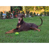 Cachorros Doberman 