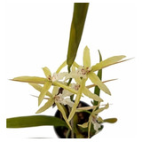 Orquídea Miltonia Flavescens Planta Adulta Natural