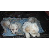 Cachorros French Poodle