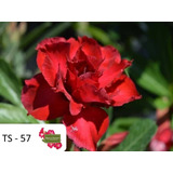 Rosa Do Deserto Enxertada Vermelha Tripla - Ts 57