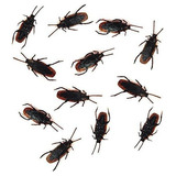 12- Broma Falsa De Cucarachas: Los Insectos De Cucarachas