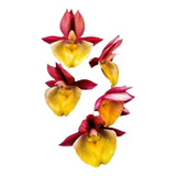 Orquídea Catasetum Pileatum X Spitzii Vermelho 