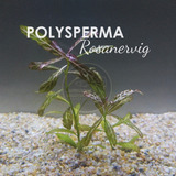 Planta Acuática Pecera Polysperma Rosanervig