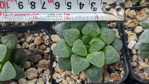 Haworthia Emelyae Suculenta