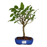 Bonsai De Amora - 4 Anos - B12