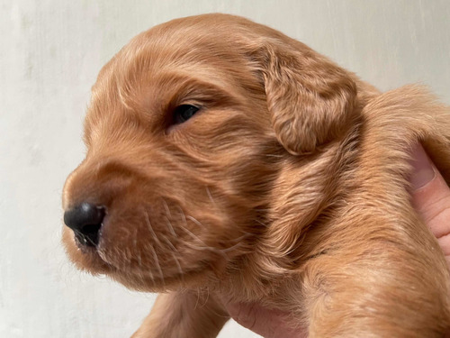 Cachorro Golden Retriever