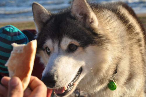 Generoso Husky Padres Importados Gran Pedigri 20