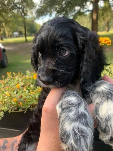 Cachorro Cocker Spaniel Puppy Coker Perrito Coquer