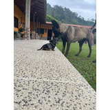 Perros Cachorros Pastor Belga Malinois Negro Velga Malinoys 