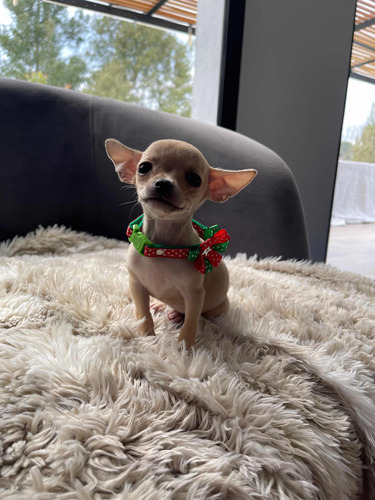 Chihuahua Hembra Pelo Corto
